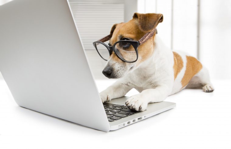 dog website design