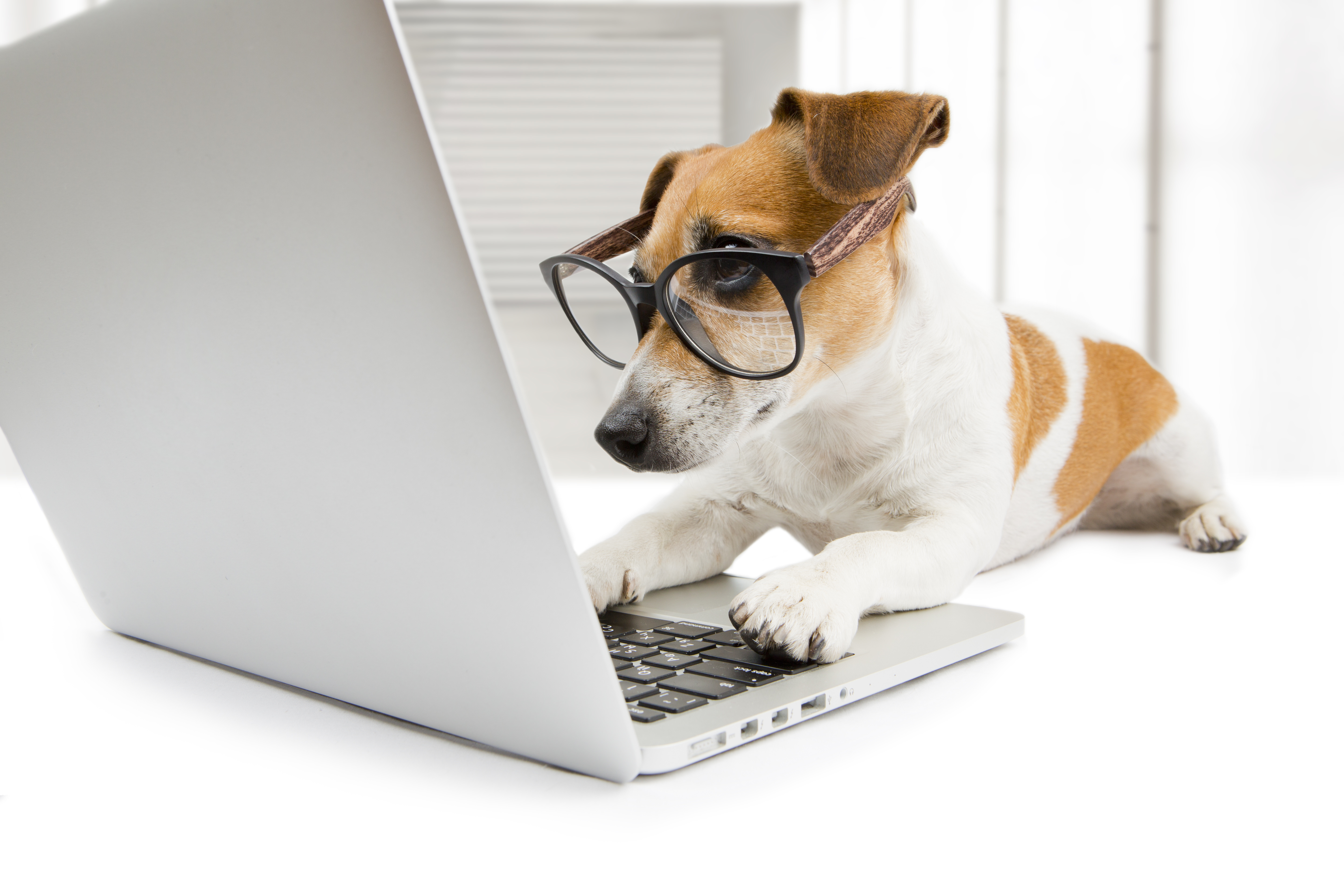 dog website design